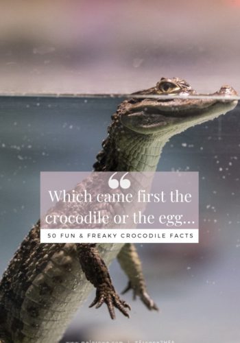 50 Crocodile facts Pin (4)