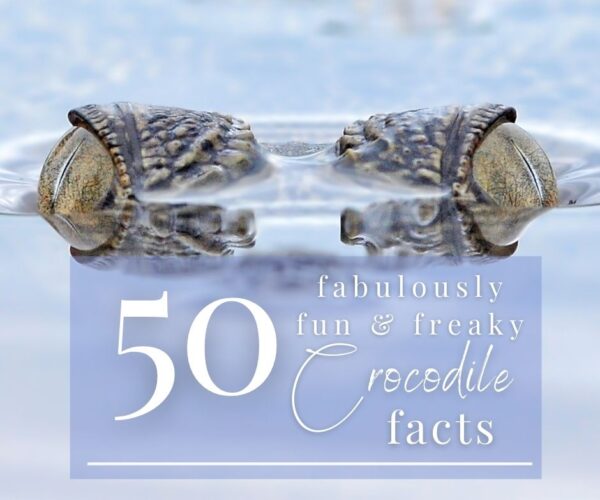 50 fabulously fun and freaky crocodile facts 50 fabulously fun and freaky crocodile facts