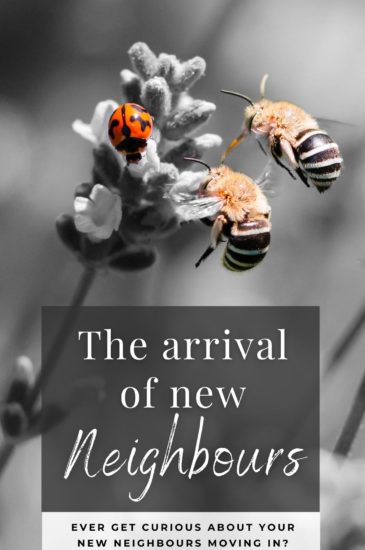 New Neighbours Blog PIN (3)