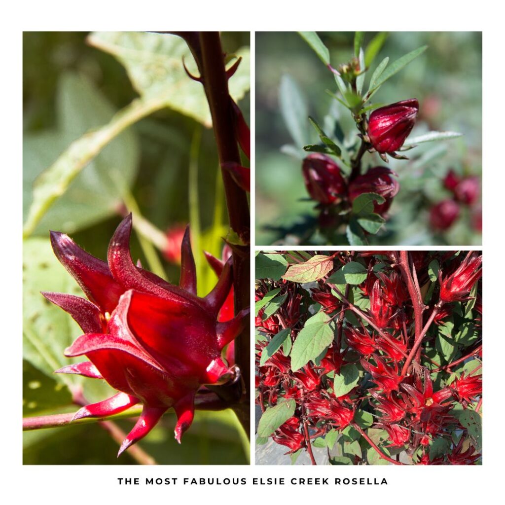 The amazing Miss Molly is here to share her hints, tips, and recipes for Elsie Creek’s fabulously famous rosella #ElsieCreek