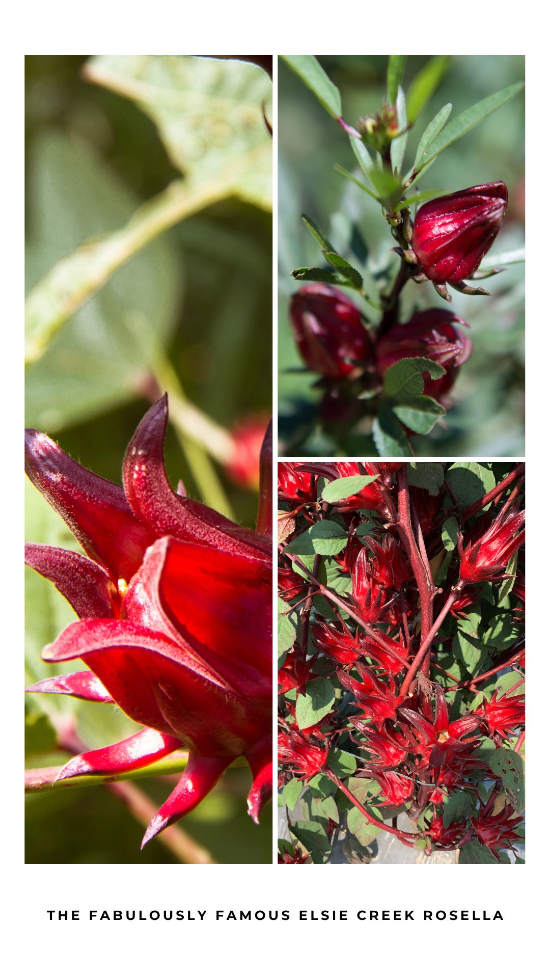 The amazing Miss Molly is here to share her hints, tips, and recipes for Elsie Creek’s fabulously famous rosella #ElsieCreek