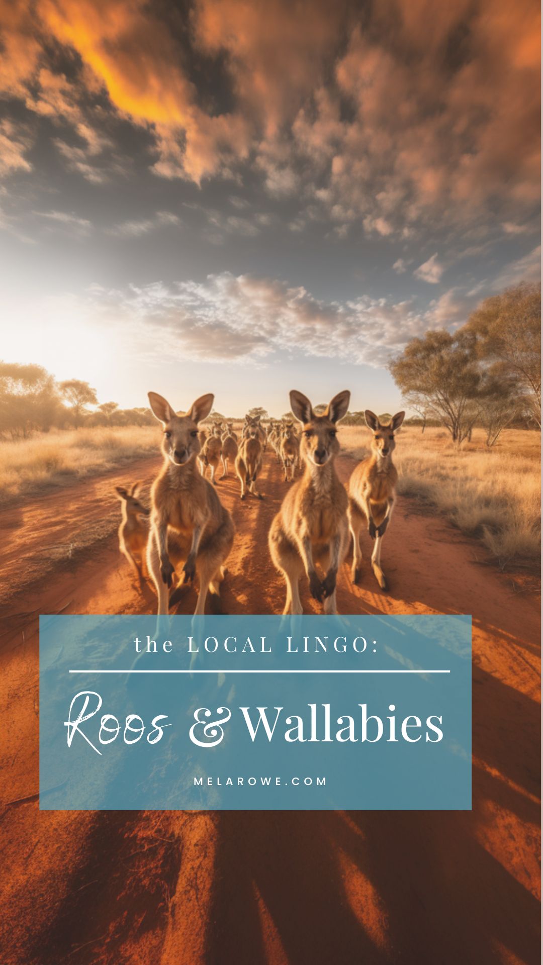 A mother wallaby and her joey are the topic of discussion about Roos and wallabies