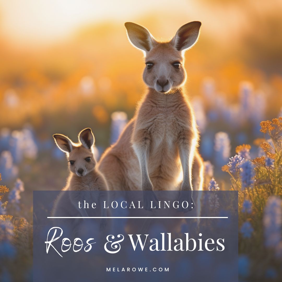 A mother wallaby and her joey are the topic of discussion about Roos and wallabies